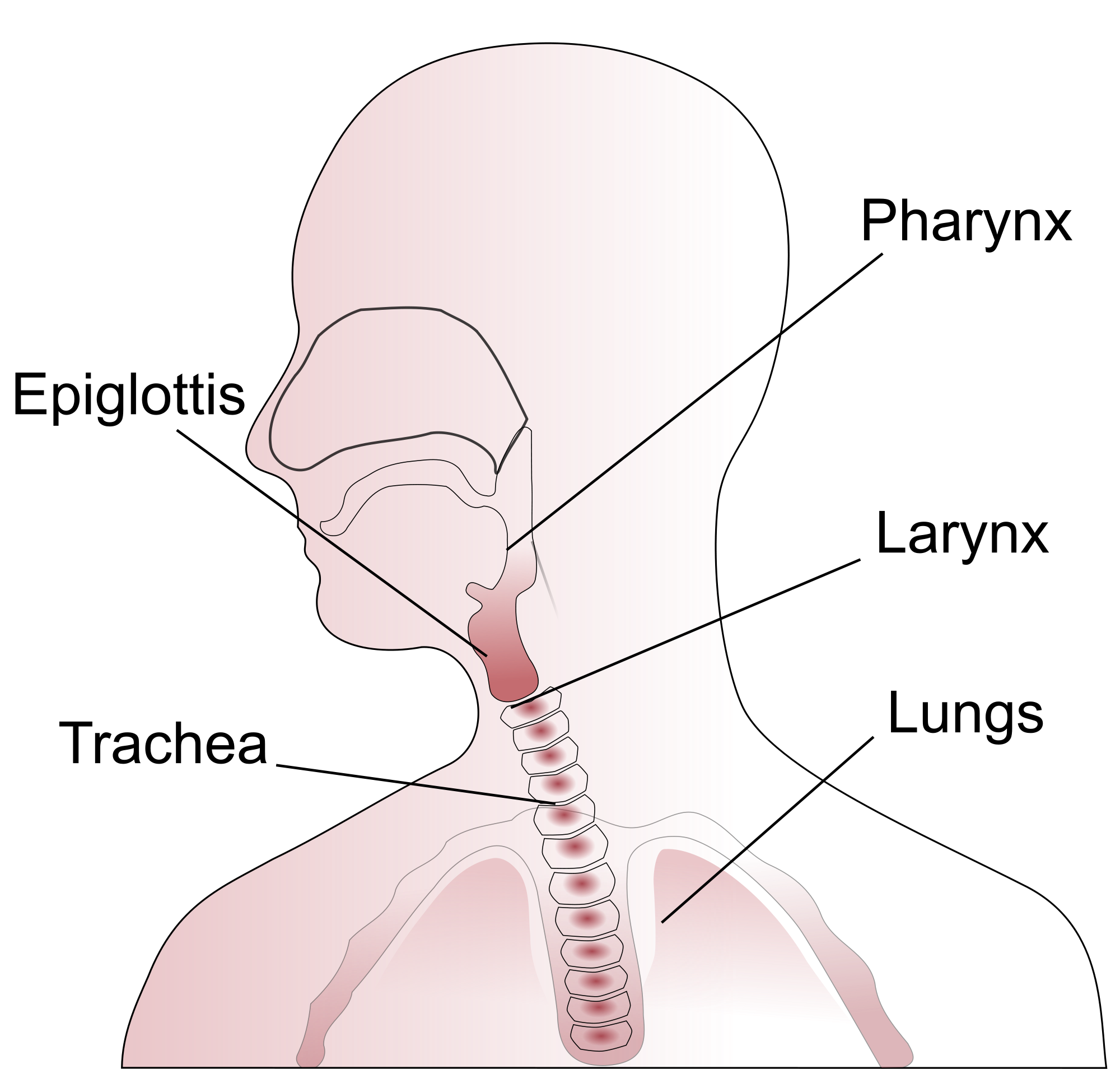 Anatomía de la garganta