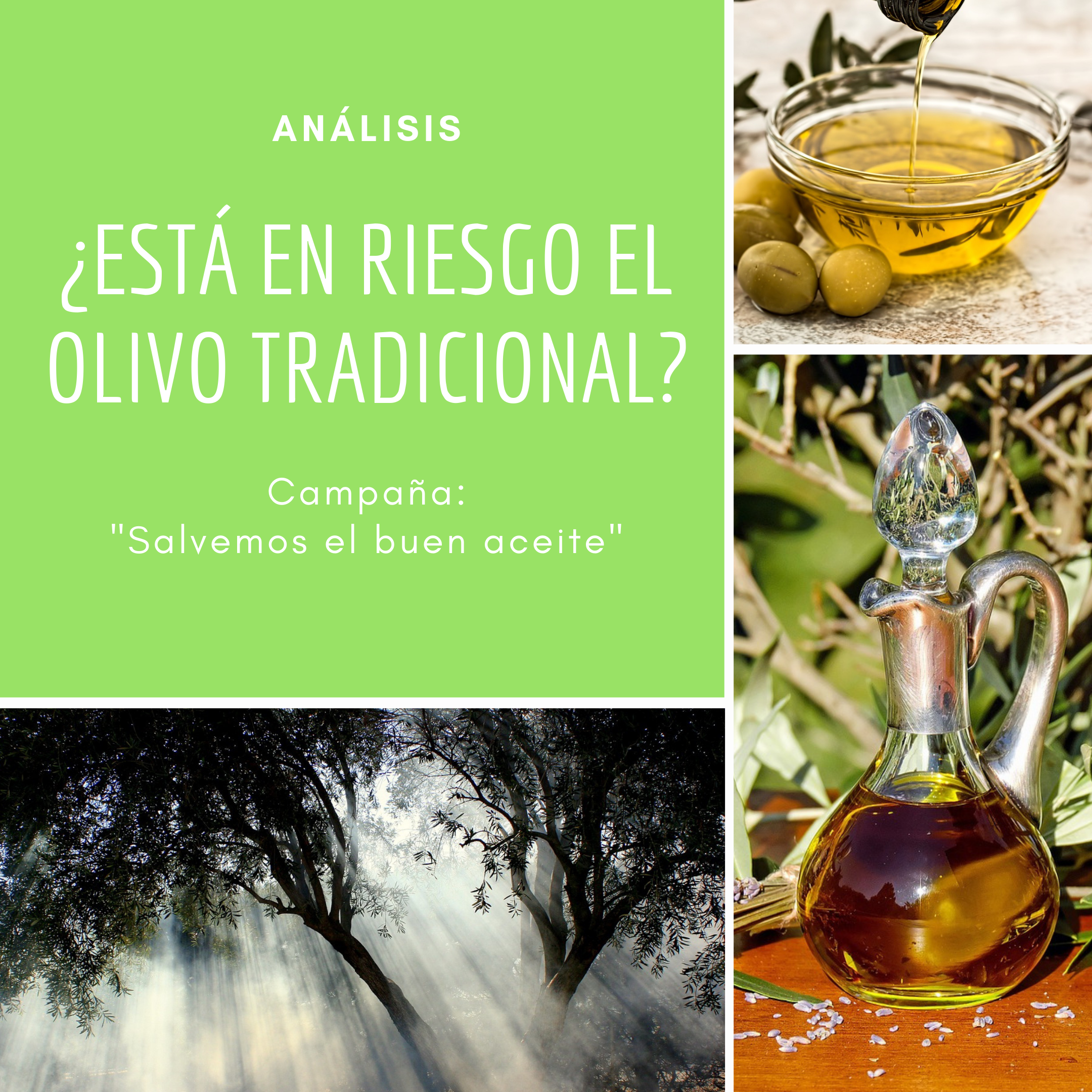 Olivo tradicional en peligro