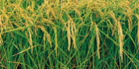 Arroz transgénico Arroz transgénico