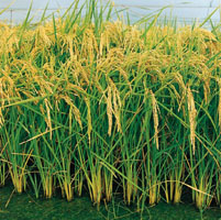 Arroz transgénico