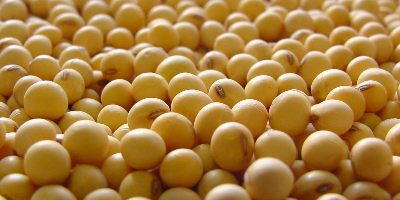 Isoflavonas de soja y tiroides