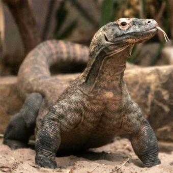 Dragón de Komodo