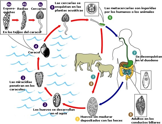 Ciclo de Fasciola Hepática