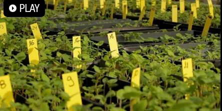 Capítulo trangénicos escépticos ETB Capítulo trangénicos escépticos ETB