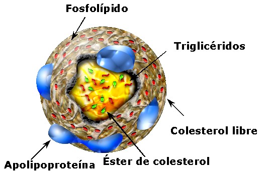 lipoproteina
