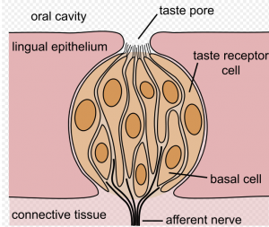 Papila gustativa