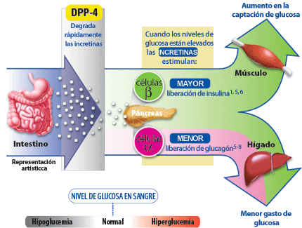 Regulación glucemia